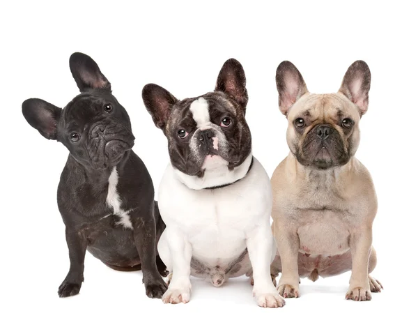 Tre Bulldog francesi di fila — Foto Stock