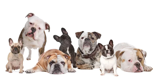 The Bulldog Family — Stock Photo, Image