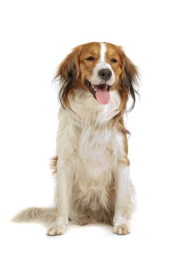 Kooiker hound of kooikerhondje