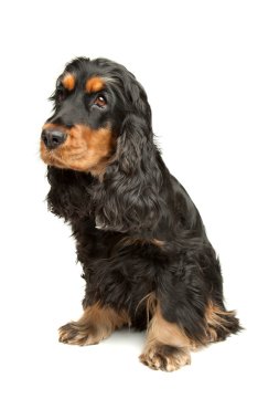 İngiliz cocker spaniel