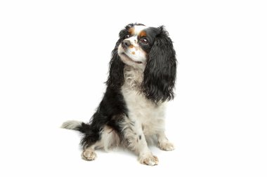 Cavalier king charles clipart