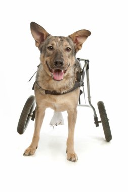 Dog in a wheelchair clipart