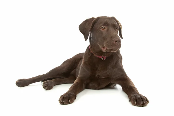 Labrador de chocolate retriever — Fotografia de Stock