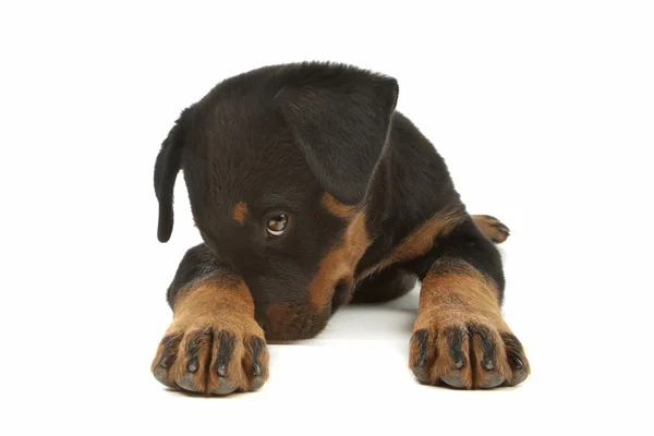 Cachorro rottweiler — Fotografia de Stock