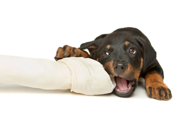 Rotvajler štěně s obrovskou bílou kost — Stock fotografie
