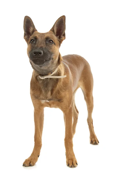 Belçika çoban köpeği malinois köpek yavrusu — Stok fotoğraf