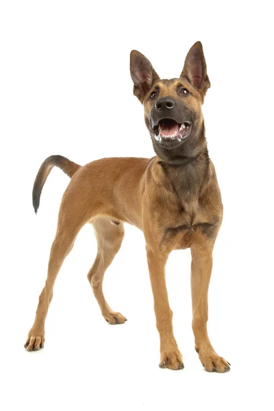 Belga pastor perro malcom cachorro —  Fotos de Stock