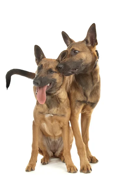 Två belgiska vallhund (Malinois) valpar — Stockfoto
