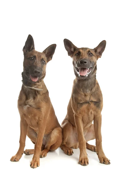 Два бельгийских щенка-овчарки (малинуа) — стоковое фото