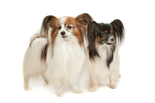 Dwa Brodawka psy — Zdjęcie stockowe