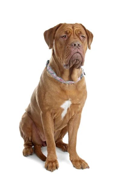 stock image Bordeaux dog or French Mastiff