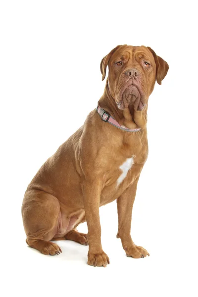 Бордо собака або французький мастиф — стокове фото