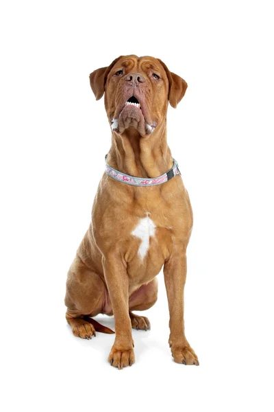 Bordeaux dog vagy francia masztiff — Stock Fotó