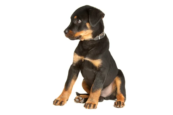Rottweiler puppy — Stock Photo, Image