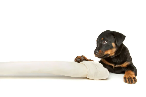 Rottweiler cucciolo con un enorme osso bianco — Foto Stock