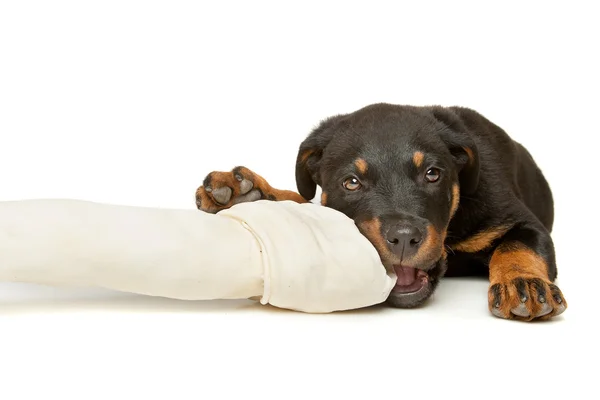 Cachorrinho Rottweiler com um enorme osso branco — Fotografia de Stock