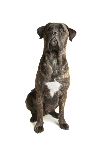 Тростниковая собака — стоковое фото