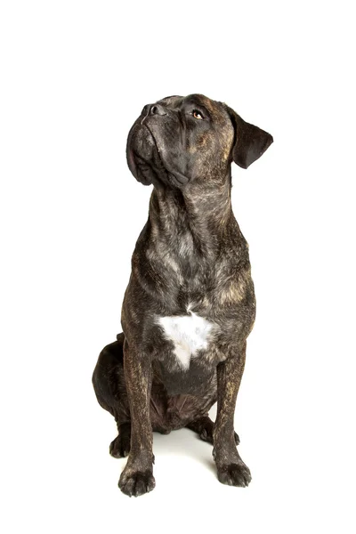 Cane corso cão — Fotografia de Stock