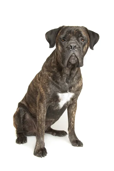 Тростини Корсо собака — стокове фото