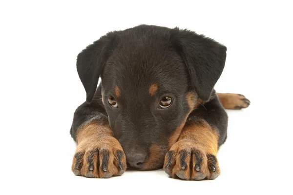 Cachorro rottweiler — Fotografia de Stock