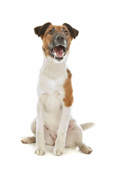 Glatt Fox Terrier – stockfoto