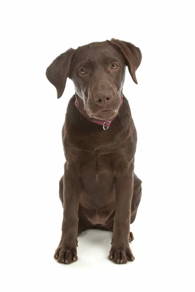 Perro perdiguero de labrador chocolate —  Fotos de Stock
