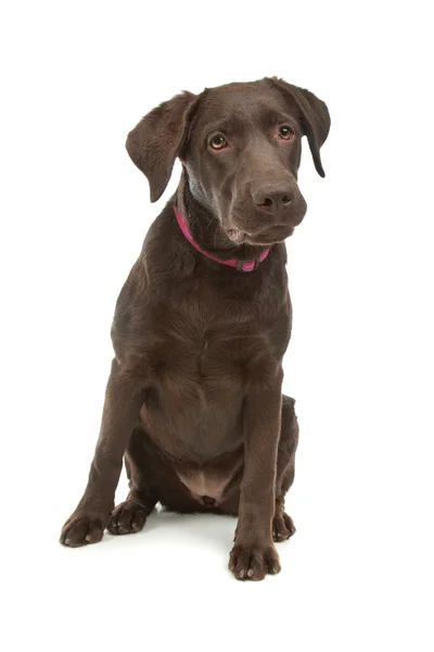 チョコレート ラブラドル ・ レトリーバー犬 — ストック写真