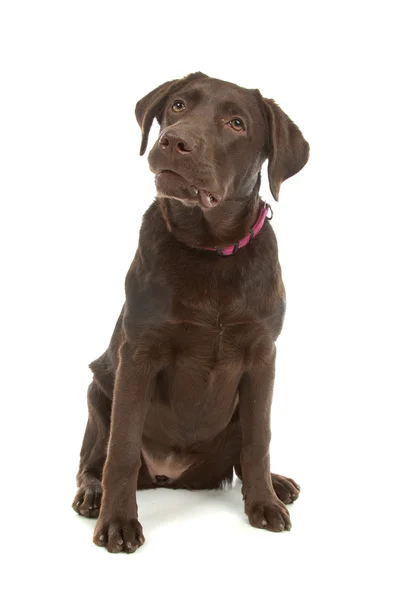 Labrador de chocolate retriever — Fotografia de Stock