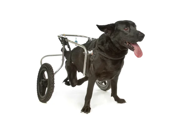 Cão em uma cadeira de rodas — Fotografia de Stock