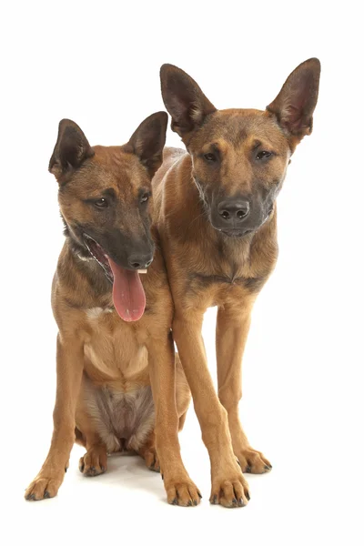 Zwei belgische Schäferhunde (malinois) Welpen — Stockfoto
