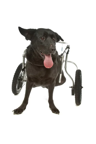Chien en fauteuil roulant — Photo