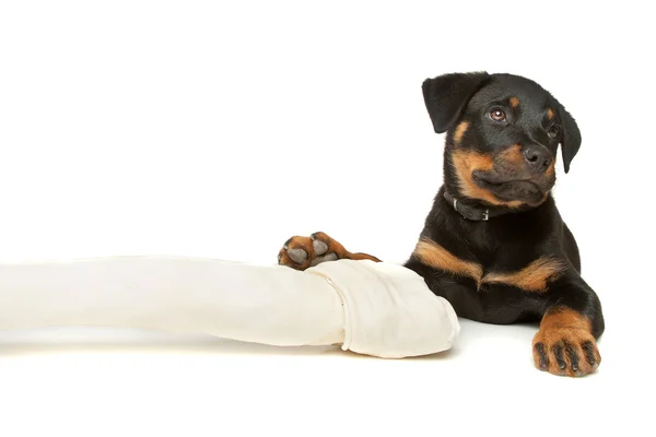 Cachorrinho Rottweiler com um enorme osso branco — Fotografia de Stock