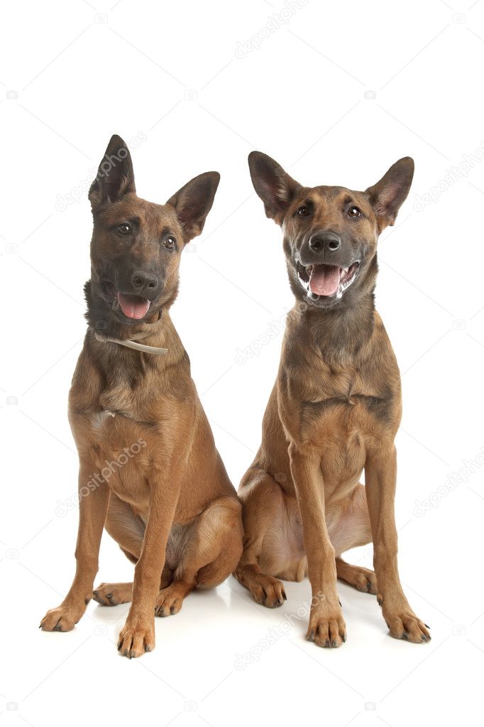 2 つのベルジアン ・ シェパード ・ ドッグ (マリノア) 子犬 — ストック写真 © eriklam 6400856