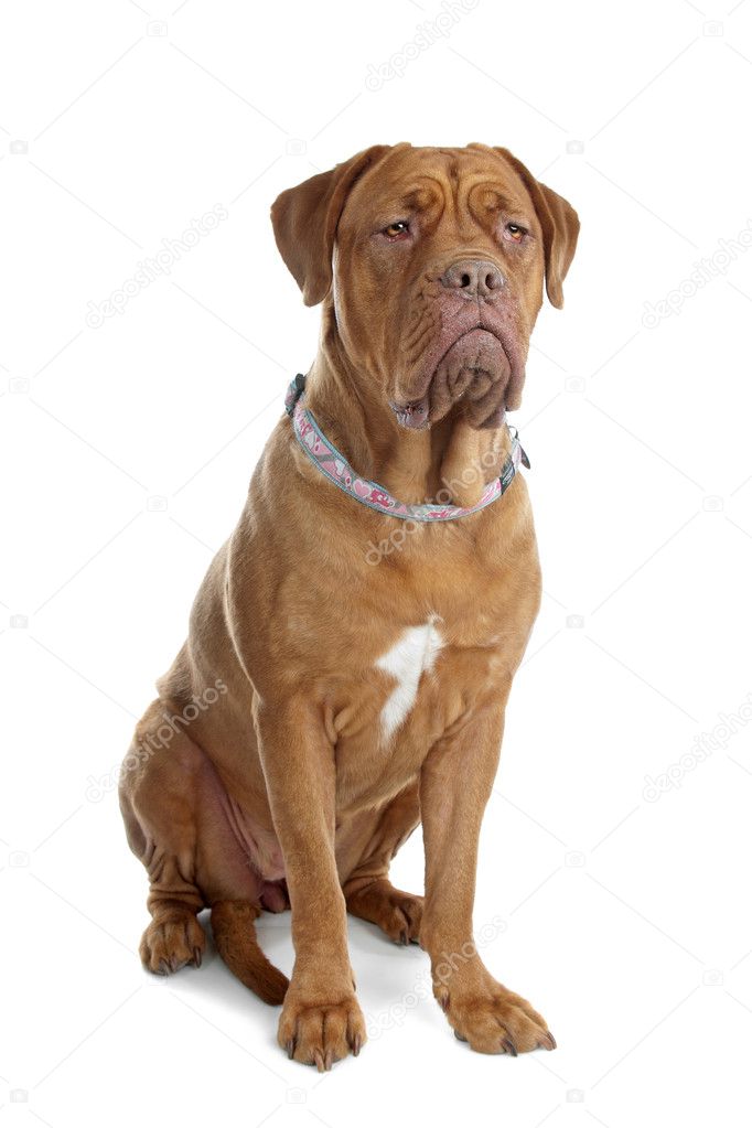 Bordeaux dog or French Mastiff
