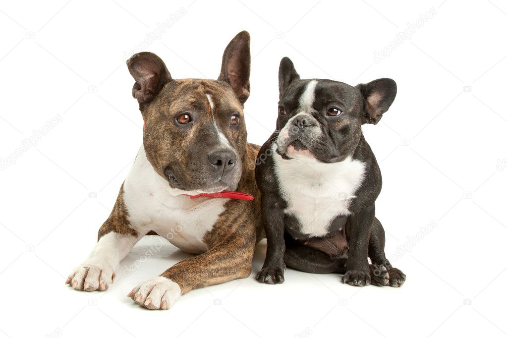 American Staffordshire Terrier and a French bulldog — Stock Photo ...