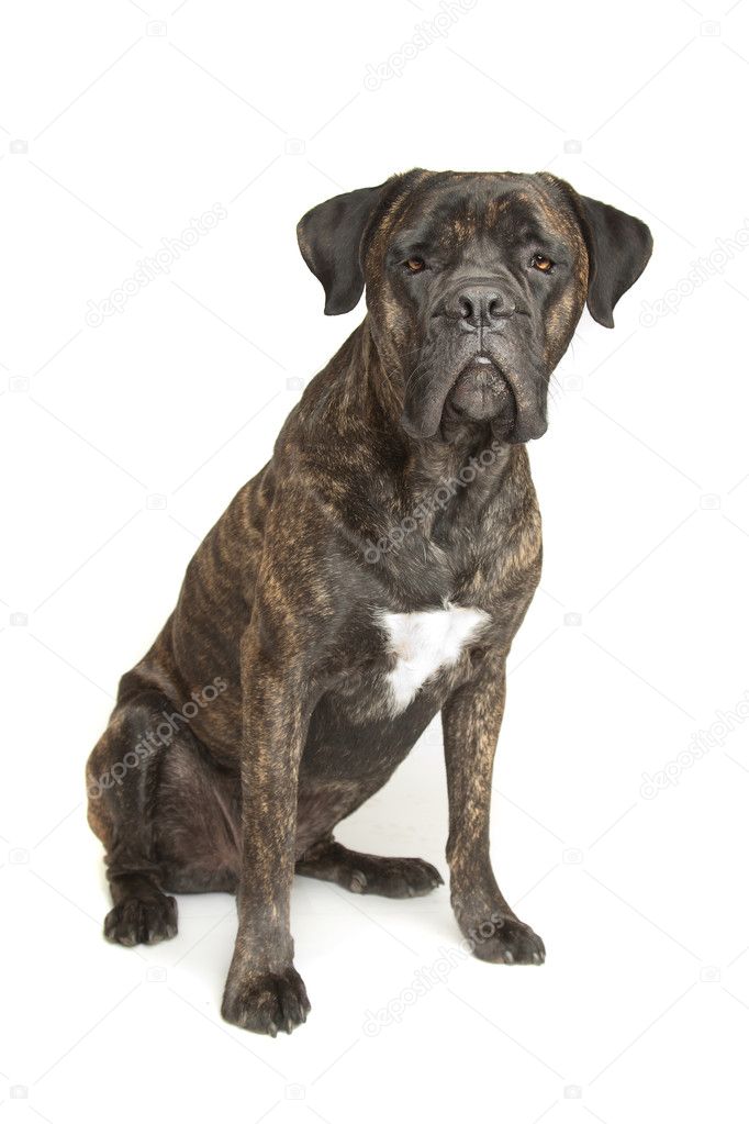 Cane Corso dog