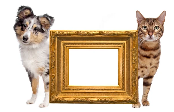 stock image Cat and dog side to side