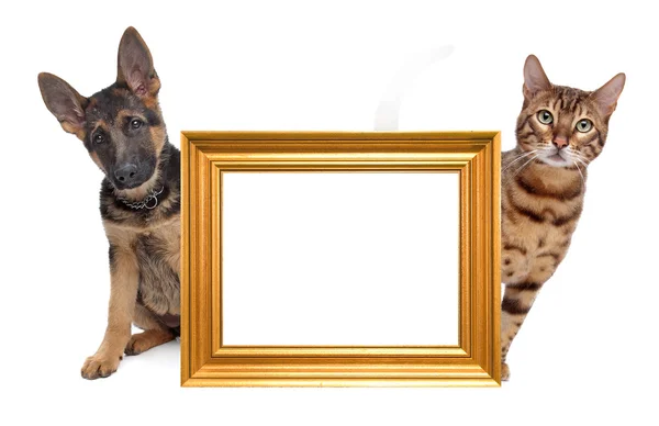 Cat and dog side to side — Stock Photo, Image