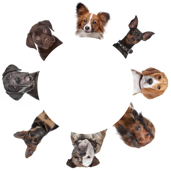 Grupo de retratos de perros alrededor de un círculo — Foto de Stock