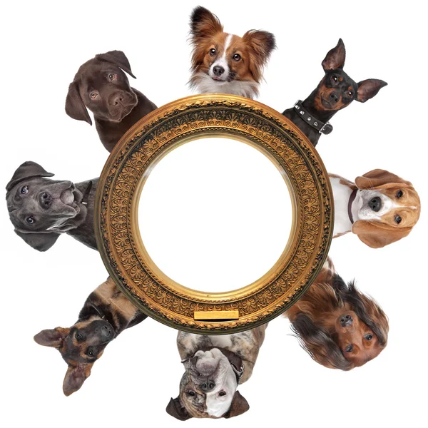 Группа собачьих портретов вокруг круглой золотой рамки — стоковое фото