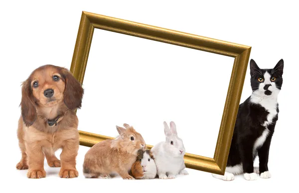 Група домашніх тварин, що стоять навколо золотої рамки — стокове фото
