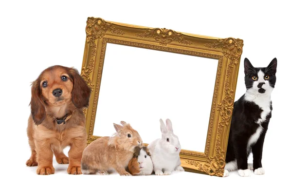 Groep van huisdieren permanent rond een gouden afbeeldingsframe — Stockfoto