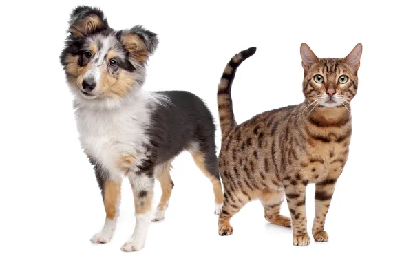 Hund och katt — Stockfoto