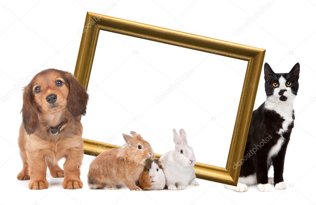 Group of pets standing around a golden picture frame