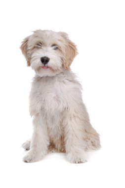 Tibetan Terrier clipart