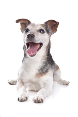 Old and blind jack russel terrier clipart