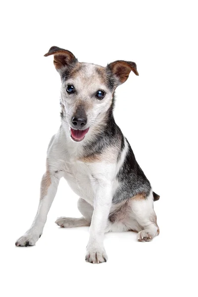 Velho e cego Jack Russel terrier — Fotografia de Stock