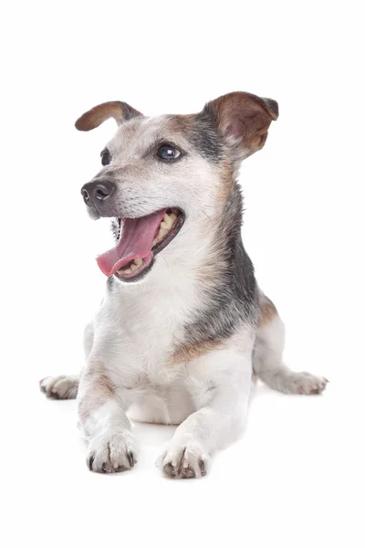 Old and blind jack russel terrier — Stock Photo, Image
