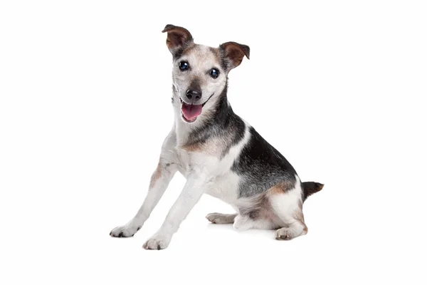 Velho e cego Jack Russel terrier — Fotografia de Stock