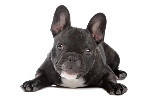 Fekete-fehér francia bulldog — Stock Fotó